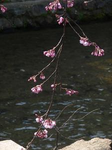 枝垂れ桜と白川