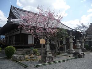 蜂須賀桜と大方丈