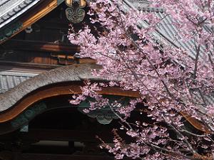 蜂須賀桜のアップ