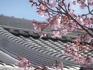 蜂須賀桜と屋根
