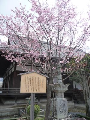 宝篋印塔と蜂須賀桜