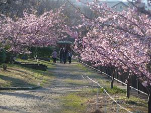 河津桜の並木