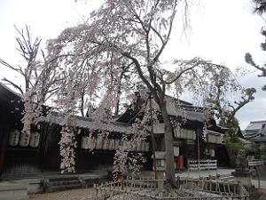 枝垂れ桜と本殿