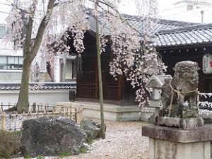 狛犬と枝垂れ桜