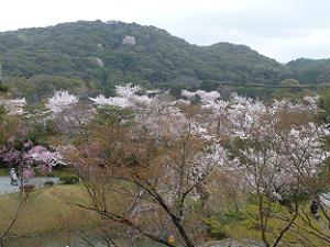 宇治の桜風景