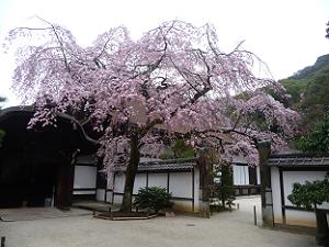 玄関近くの枝垂れ桜