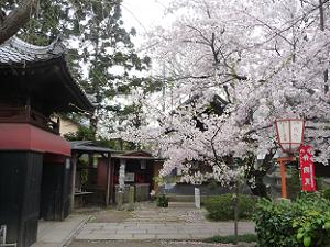 龍宮門と桜