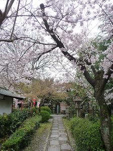 参道の桜