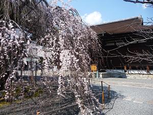 阿亀桜と本堂