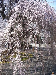 阿亀桜の枝先