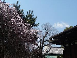阿亀桜と青空