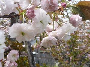 普賢象桜のアップ