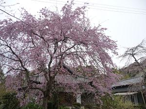 三春滝桜と本堂