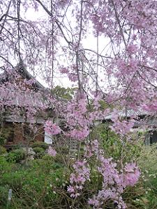 三春滝桜の枝先