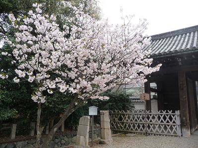 八重桜と表門