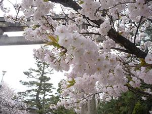 八重桜のアップ