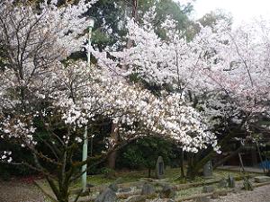真っ白な桜とソメイヨシノ