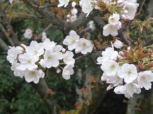 真っ白な桜のアップ