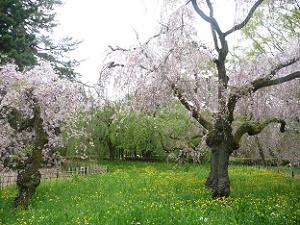 糸桜と草花