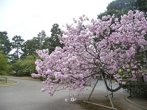 宮内庁京都事務所の八重桜