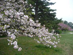 白色の八重桜