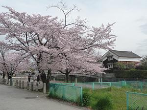 安居橋付近の桜