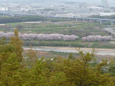 展望台から眺める背割堤の桜並木
