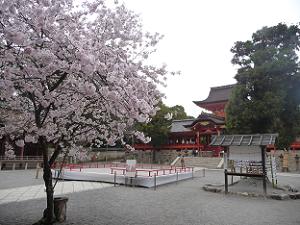 本殿と桜