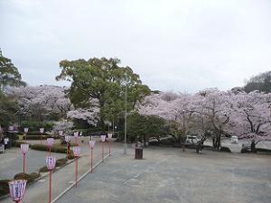 神苑の桜