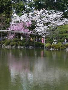 八重紅枝垂れ桜とソメイヨシノ