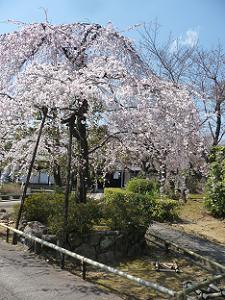 山門から見る枝垂れ桜