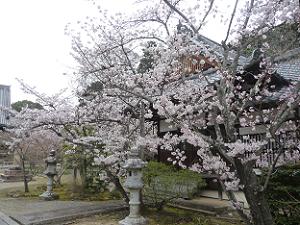 観音堂付近の桜