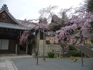 大玄関と枝垂れ桜