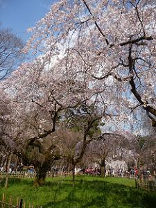 見上げる糸桜