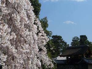 糸桜と朔平門