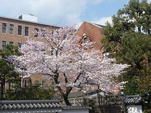 同志社大学の桜