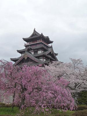 枝垂れ桜と天守閣