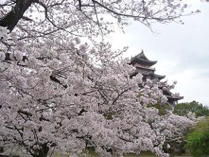 見上げる桜と天守閣