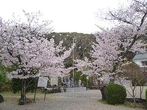 神門付近の桜