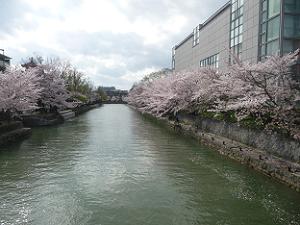 京都国立近代美術館と桜並木
