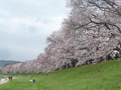 ほぼ見ごろの桜並木