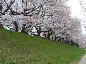 斜面と桜並木