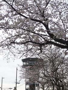 桜と展望台