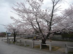 安居橋付近の桜