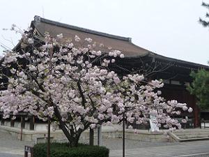普賢象桜と本堂