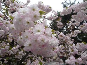 普賢象桜のアップ