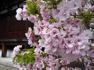 本堂脇の桜