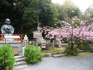 阿亀像と八重桜