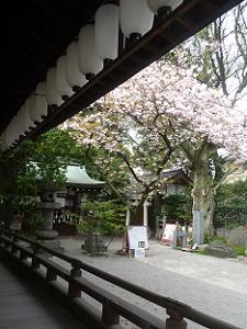 拝殿越しに見る普賢象桜