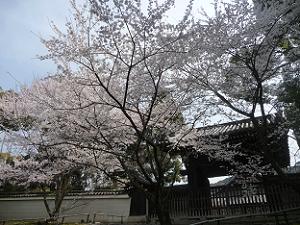 四脚門と桜